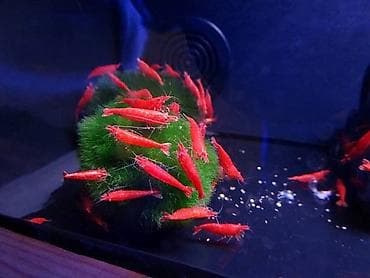 Quşlar: Akvaryum üçün dekorativ krivetqa – rəngli Neocaridina növləri. 10 — 4