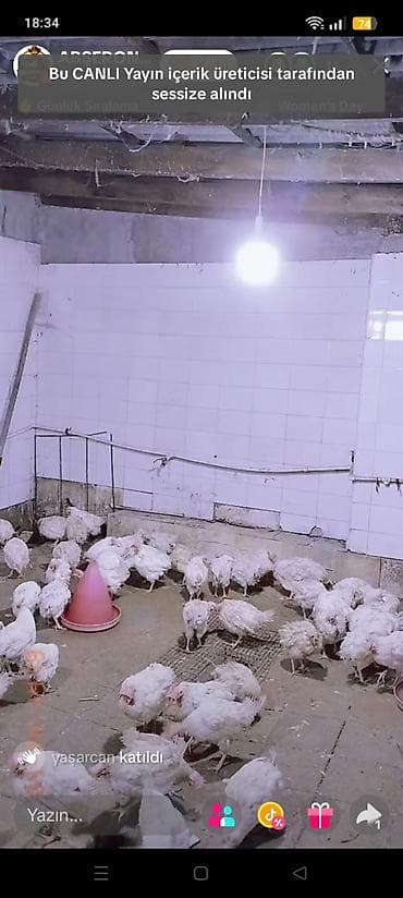 Toyuq cücələri, Ətlik