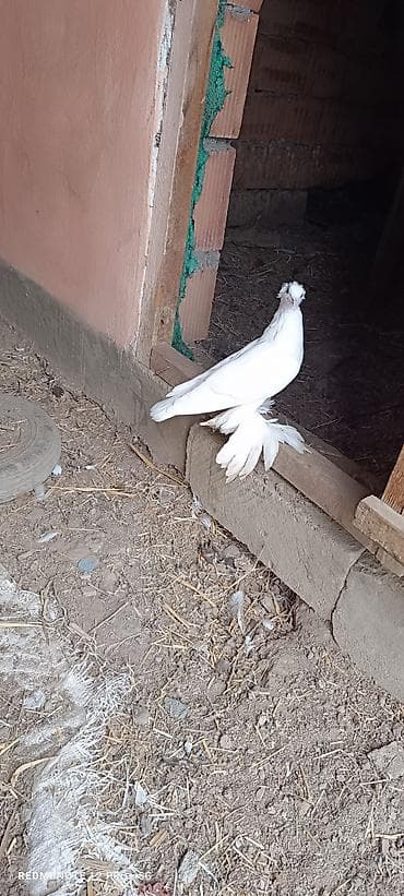 ordək balası və cucə: Ağ kəkili erkek — 1