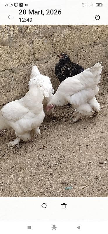 quban toyuqlari: Toyuq, Brama, Ətlik — 6