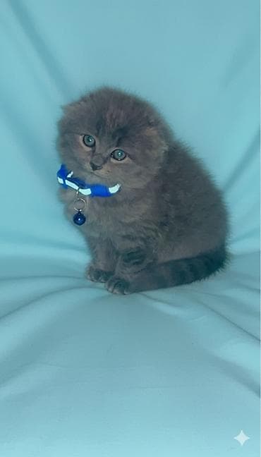 dana satişi: Şotland yastı qulaq — 7