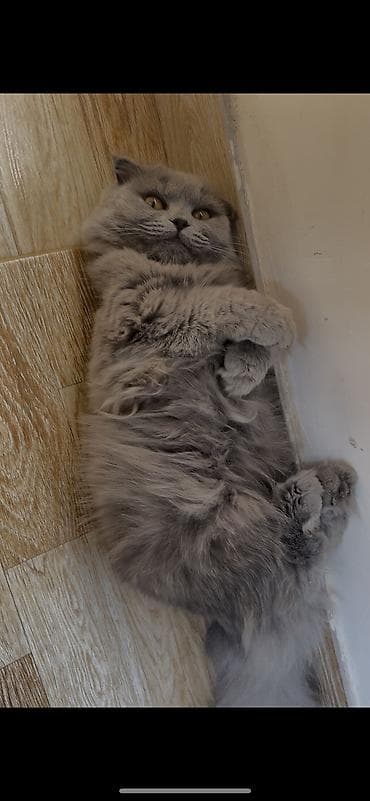 Птицы: Шотландская длинношерстная, Самка, Для вязки, Самовывоз — 2