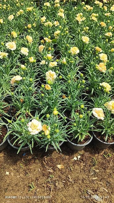 xrustal guldanlar: Qırmızı və krem rəngli qərənfil (Dianthus) saksı bitkiləri - Rənglər — 2