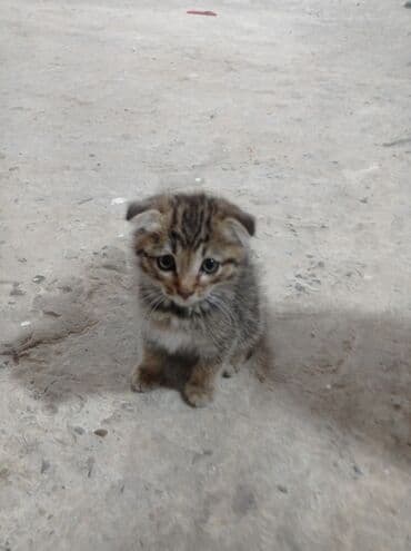 pişiy balaları: Britan yastı qulaq, Erkək, Yaxşı əllərə, Ünvandan götürmə — 3