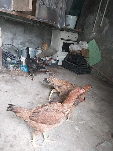 Kənd təsərrüfatı quşları: Super damazlx ferlerdi yumrtaya dusubler hamsini gotren olsa 27 le — 2