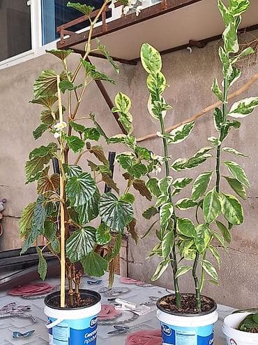 drasena bitkisi: Böyük qapalı bitki və sükulent dəsti - Begonia maculata (benekli — 7