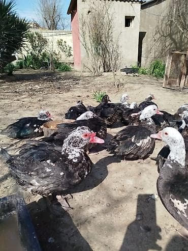 Quşlar: Salam lal ördəklər satilir dəyərinən cox asaga disili ərkeyli heckim — 8