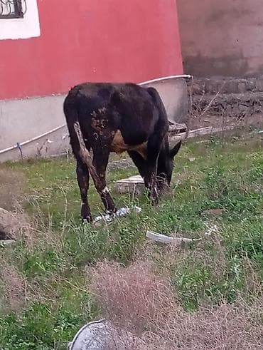 balali inək: Satılır: qara rəngli danalıq inək - Cins: yerli tip, qara rəng, alın — 5