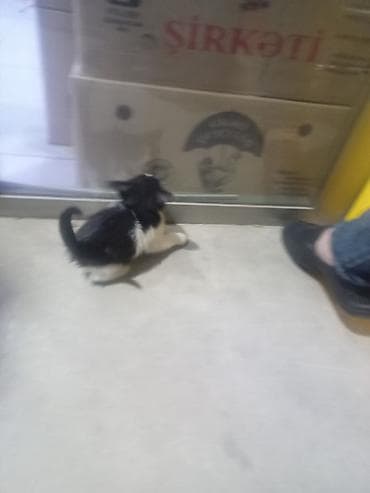 pişik yuvasi: 5 Dənə dir. Pulsuz Verlir yaxşı baxan olsun Allaha xatir — 6