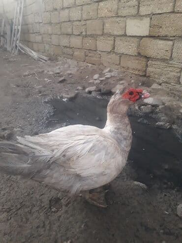 Digər kənd təsərrüfatı heyvanları: Lavanda Macar satilir 1i 50 manat — 7