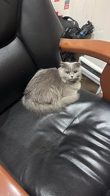 Птицы: Шотландская длинношерстная, Самка, Для вязки, Самовывоз — 3