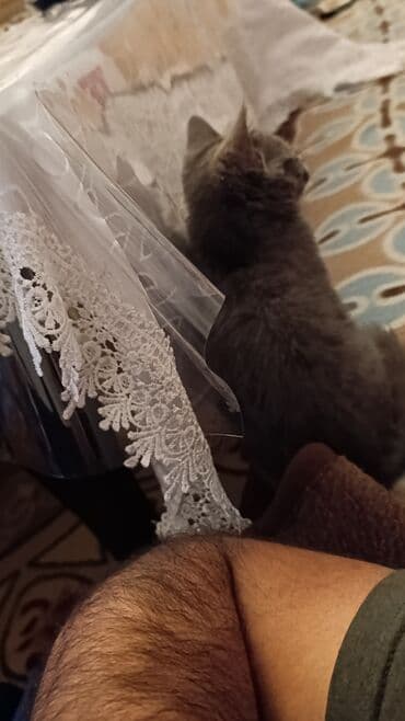 pişik gəncə: Yaxşı əllərə — 4