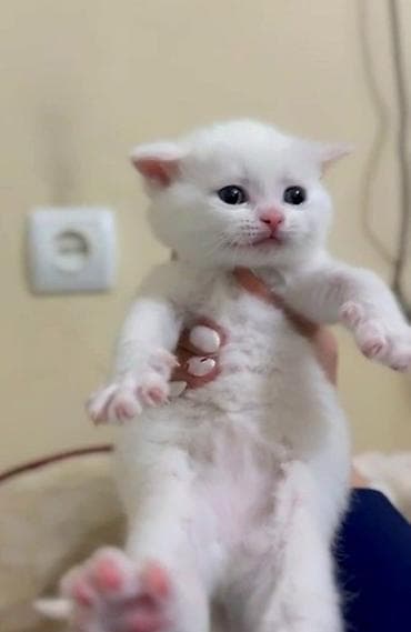 Şotland, Dişi, Ünvandan götürmə, Ödənişli çatdırılma lalafo.az -da Şotland, Dişi, Ünvandan götürmə, Ödənişli çatdırılma