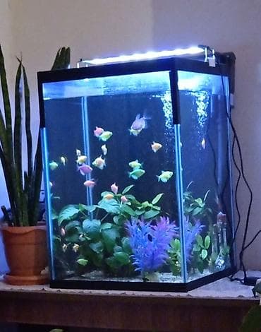 Tam komplekt akvarium sistemi - Şüşə kub formalı akvarium (təxmini
