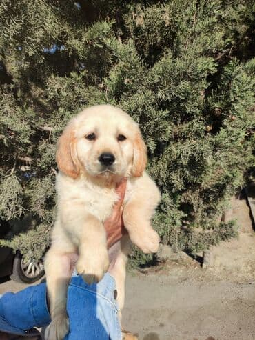 Аквариумы: Ретривер, 2 месяца, Самец, Бесплатная доставка — 4