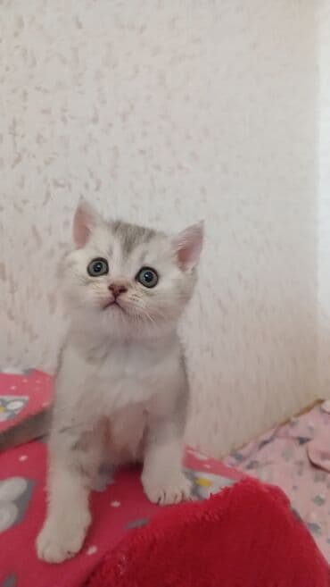 pişik sahiblendirme: Şinşilla, Erkək, Dişi, Yaxşı əllərə, Pulsuz çatdırılma — 3