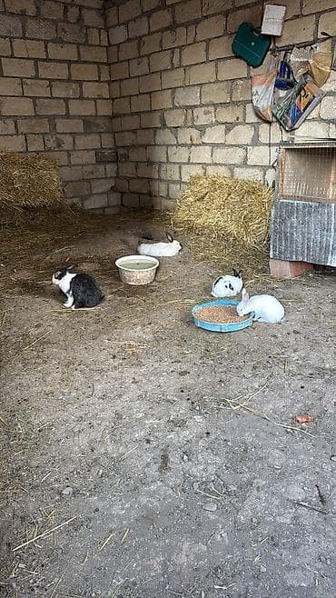 doşan şəkilləri: Bala dovşanlar biri 5 manat sağlam dovşanlardı yemə düşüblər 1.5 — 4