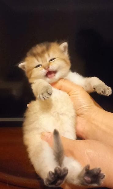 Qızıl şinşilla, Erkək lalafo.az -da Qızıl şinşilla, Erkək