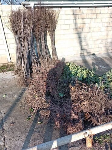 shit: Dekarativ bitgilerin satişi — 27