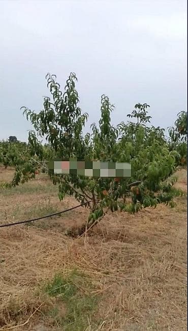 kurdexani torpaq: 127 sot, Kənd təsərrüfatı, Mülkiyyətçi, Kupça (Çıxarış), Texniki pasport — 6