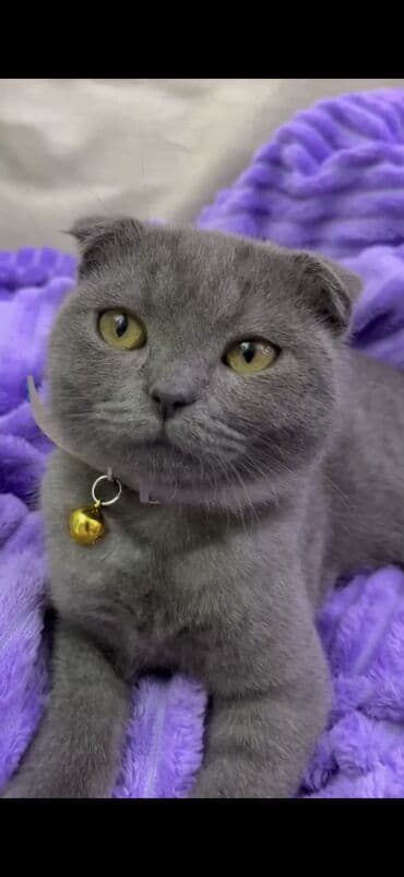 1 azn pişik: Şotland, Erkək, Dişi, Yaxşı əllərə, Pulsuz çatdırılma, Ödənişli çatdırılma — 20