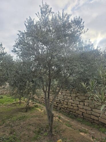 zeytun ağacı qiyməti: Zeytun ağacları satılır – dekorativ və məhsuldar çeşid — 3