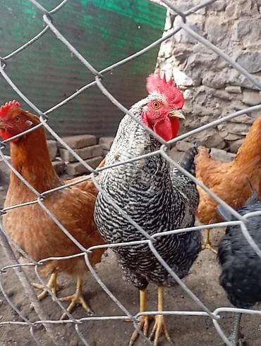 K/t heyvanları və malları: Təsvir: Xarqov xoruzu satilir 2ədəd ikisi 50manat — 1