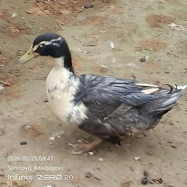 at qiyməti: Görduyunuz səsli ördəklər artiq bir neçəsi yumurtduyur Lal ördeklərin — 3