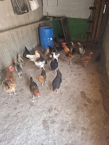 quşlar: 10 yumurtuyan toyug 1 xoruz 13 dene colpa toyug altinan cixan 1 den — 7
