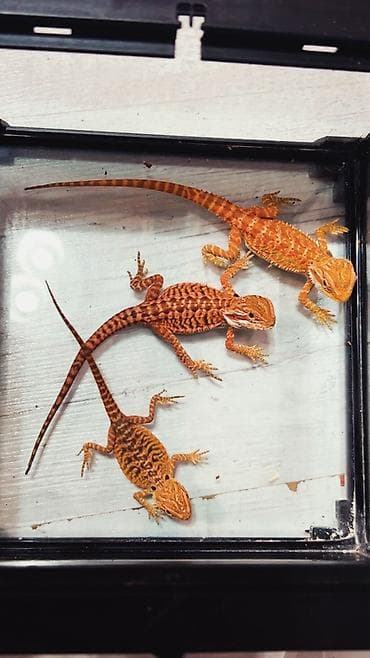 Növ: Bearded Dragon (Pogona vitticeps) aqama balaları qiymetler