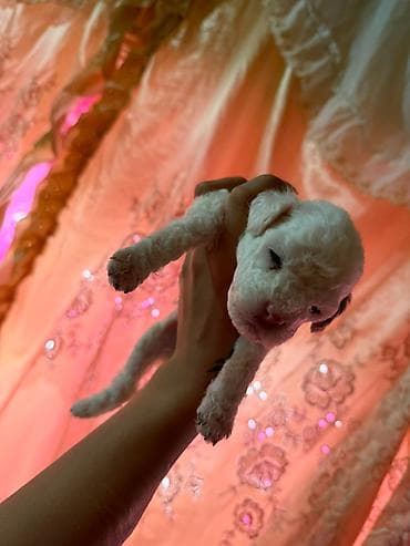 heyvan qirxan: Pudel, 1 ay, Dişi — 8