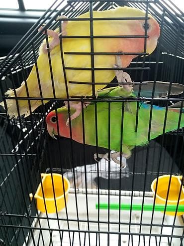 quş qefesleri: Qəfəslər 15-40 azn quslar 35-45-50 aznMüxtəlif ölçü və formalarda quş — 10