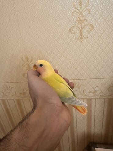 ZİL: Növbə: Sevgi quşu (lovebird), əl öyrəşmiş Xüsusiyyətlər: - Parlaq — 5