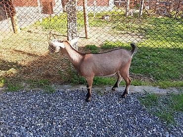 heyvan bazarı: Salam Allah hamının malına bərəkət versin.Alpin-sani — 10