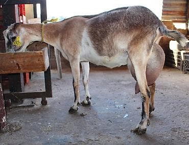 Keci ana bala satilir birinci qarin dogub sudu 3 lt den coxdu disi