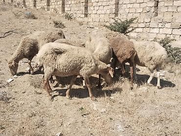 ev heyvanlarının satışı: Salamtam saglam qoyunlardir 8 ededdir isdeyen elaqe saxlasin — 2