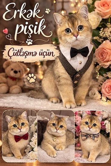 quru pişik yemi: Qızıl şinşilla, Erkək, Cütləşmə üçün — 2