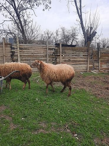 Akvariumlar: Şişək satılır bala verməyib — 10