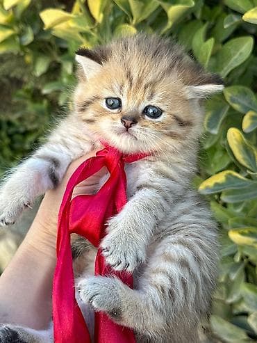 Şirin balaca pişik balası - Cins: Ev pişiyi (qısa/orta tüklü) - Rəng