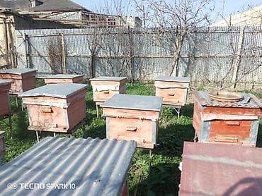 Gəmiricilər: Arı yeşikləri və arıçılıq avadanlıqları - Hədəf: kiçik və orta ölçülü — 1