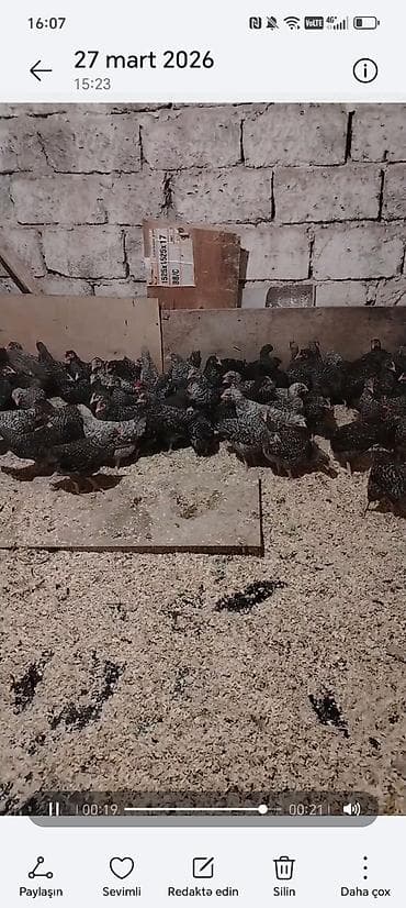 Toyuq cücələri, Damazlıq