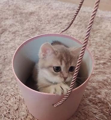 bala pişikler: Qızıl şinşilla, Dişi, Yaxşı əllərə, Ünvandan götürmə — 2