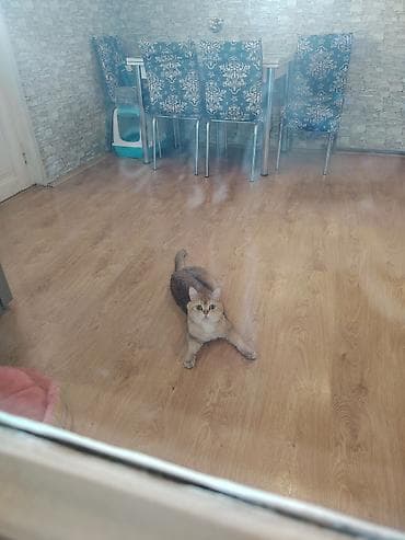 pisiklerin satisi: Qızıl şinşilla, Erkək, Cütləşmə üçün — 2