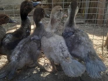 qu quşu satışı: Bir aylig ordekler 8 dene 7 
 manat. 055 880 85 29. Barter yoxdur — 10