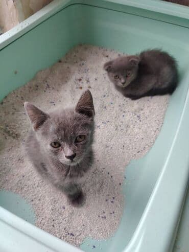 şotland pişik: Şotland — 4