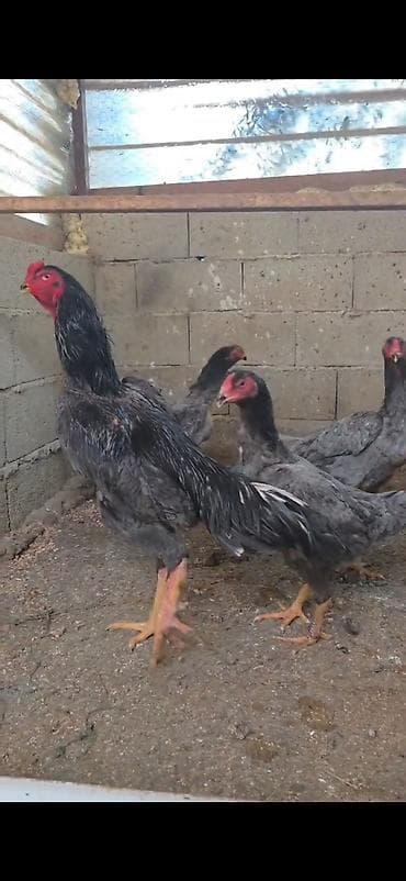 kənd heyvanları: Toyuq, Damazlıq — 2