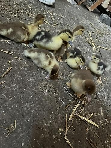 Atlar: Dişi, | Lal ördək, Ətlik, Ünvandan götürmə — 2