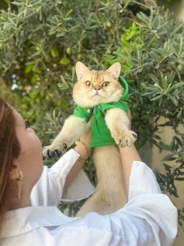 шотландская серебристая шиншилла купить: Золотая шиншилла, Самец, Для вязки, Самовывоз, Бесплатная доставка, Платная доставка — 2