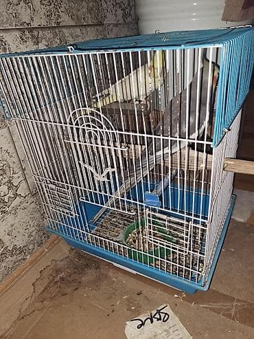 hid qusu: Satılır! 🐦 5 ədəd sağlam Korella quşu (3 dişi, 2 erkək) və əlavə — 9
