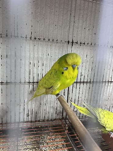 tuk tuk mmc: Salam . Jumbo erkək quşlar satılır hamısı hazır erkəylərdi çoxsu cütdə — 8